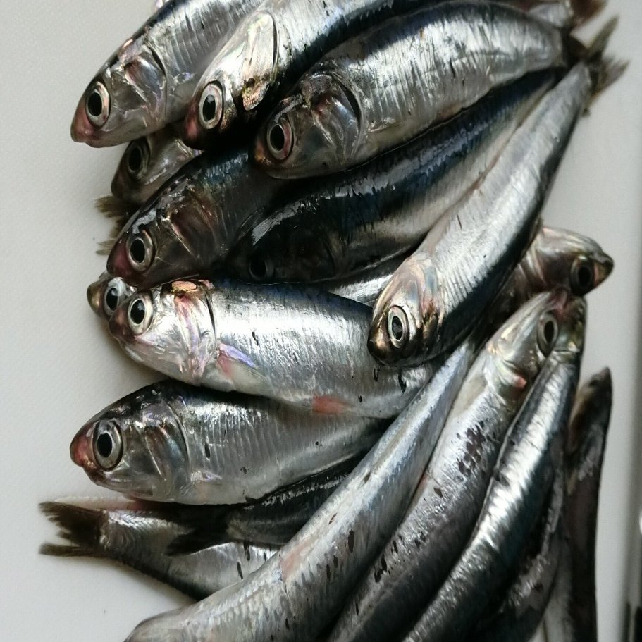 魚の骨格標本 その4 カタクチイワシの仲間｜いぞらど