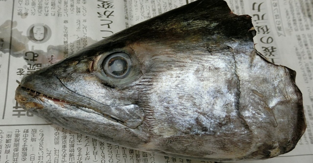 ウチワザメ