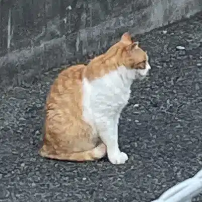 浮世之介