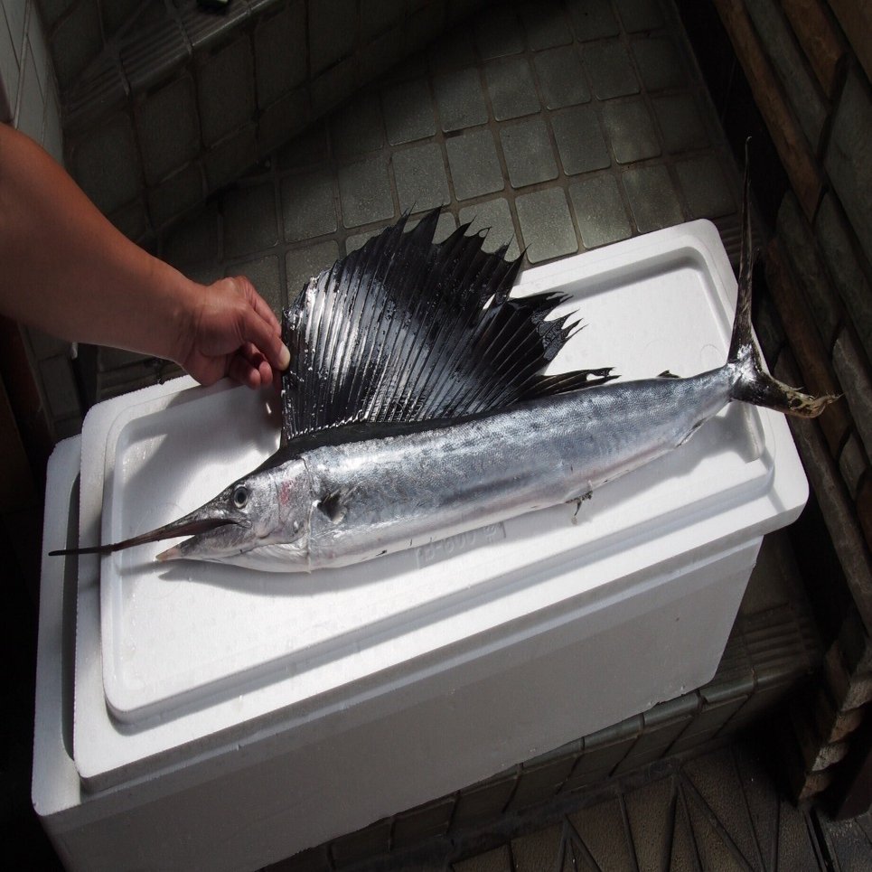 魚の骨格標本 その8 カジキの仲間｜いぞらど