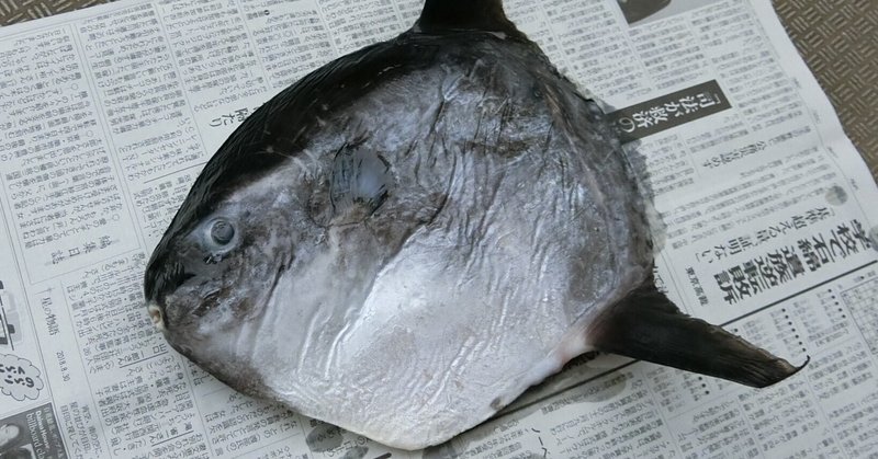 マンボウガイ標本用 タンザニア 株式会社𠮷田生物研究所(Yoshida bio