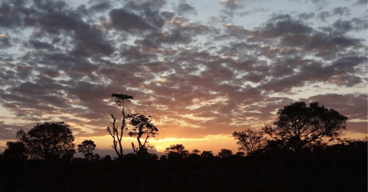 1916年ドイツ領東アフリカ ヴィルヘルム2世 15ルピー金貨