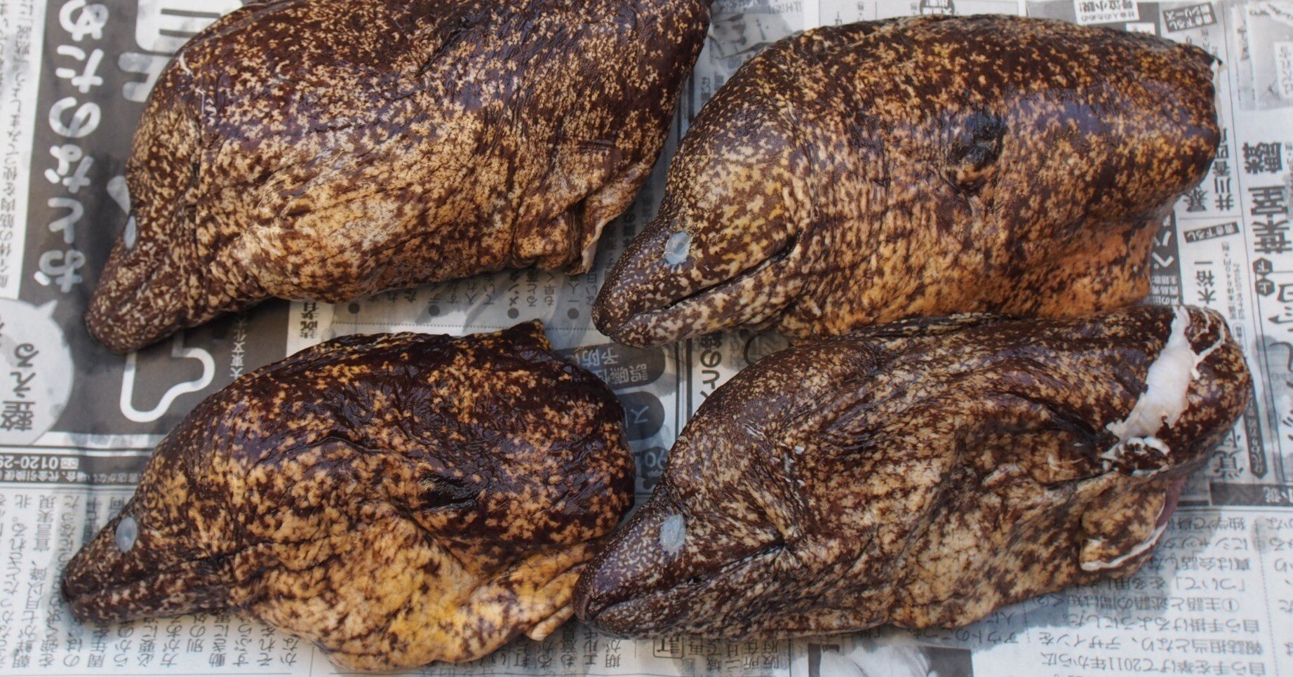 魚の骨格標本 その12 ウツボの仲間｜いぞらど