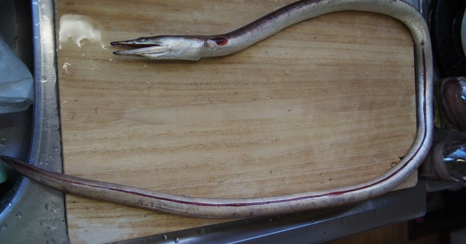 魚の骨格標本 その13 ウミヘビの仲間｜いぞらど
