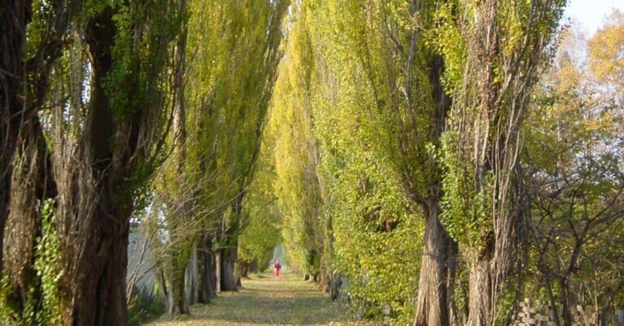 北海道大学 法学部 編入 英語 小論文 法学・政治学】北海道大学法学部2年次編入（令和7年度）小論文 解説