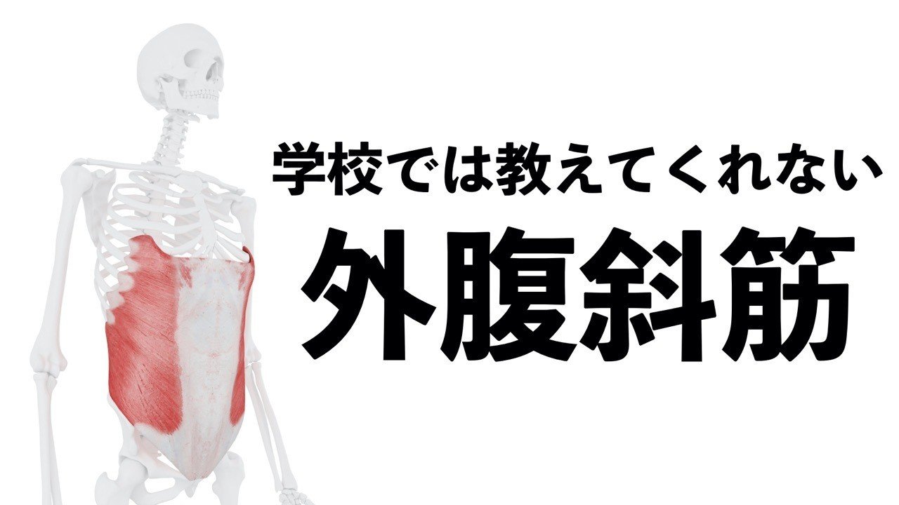 学校では教えてくれない 外腹斜筋 薬師寺偲 理学療法士 ピラティス Note