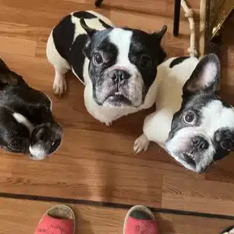 アスママ🐶