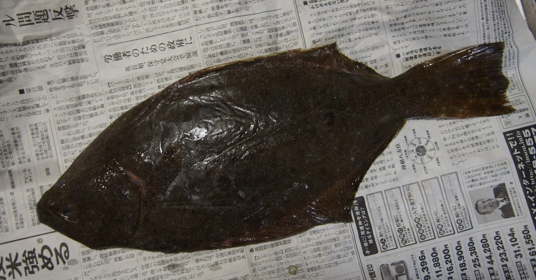 魚の骨格標本 その15 ヒラメ｜いぞらど