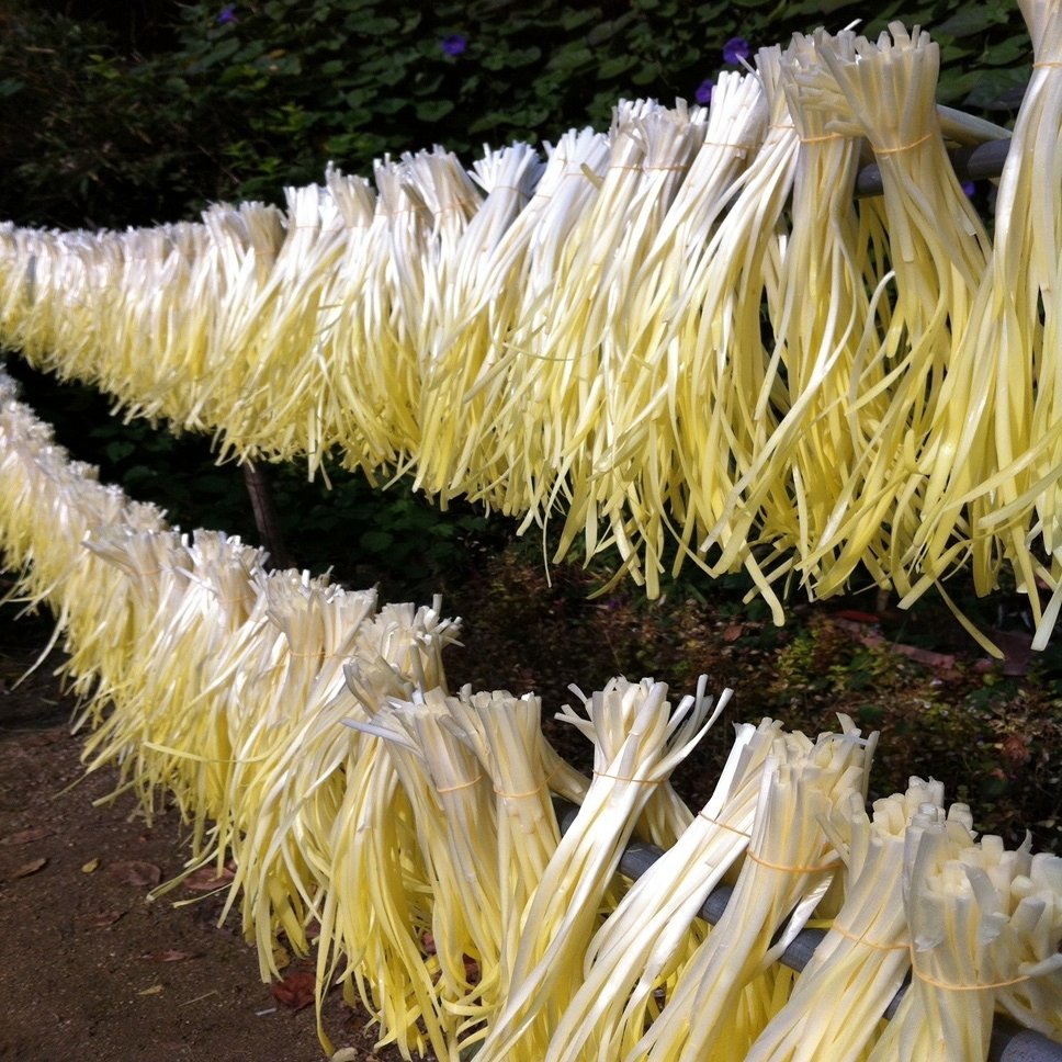 柔らかで風味の良い 黄ニラ Bitbeans Note