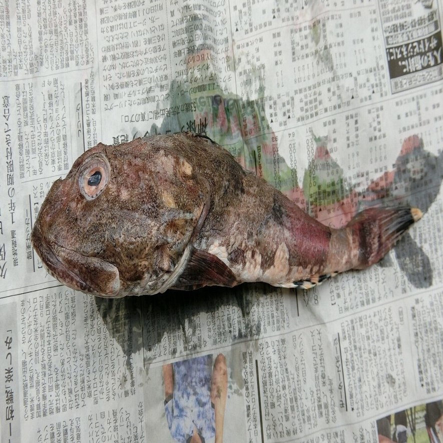 魚の骨格標本 その17 カジカの仲間｜いぞらど