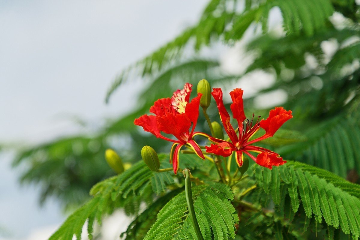 鳳凰木 Masaki Senko Note