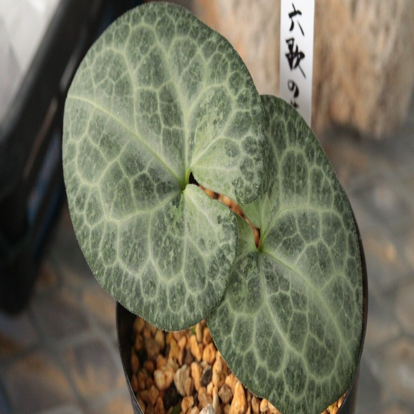 カンアオイ 細辛 老楽 カンアオイと細辛の違い - 古典園芸植物 細辛