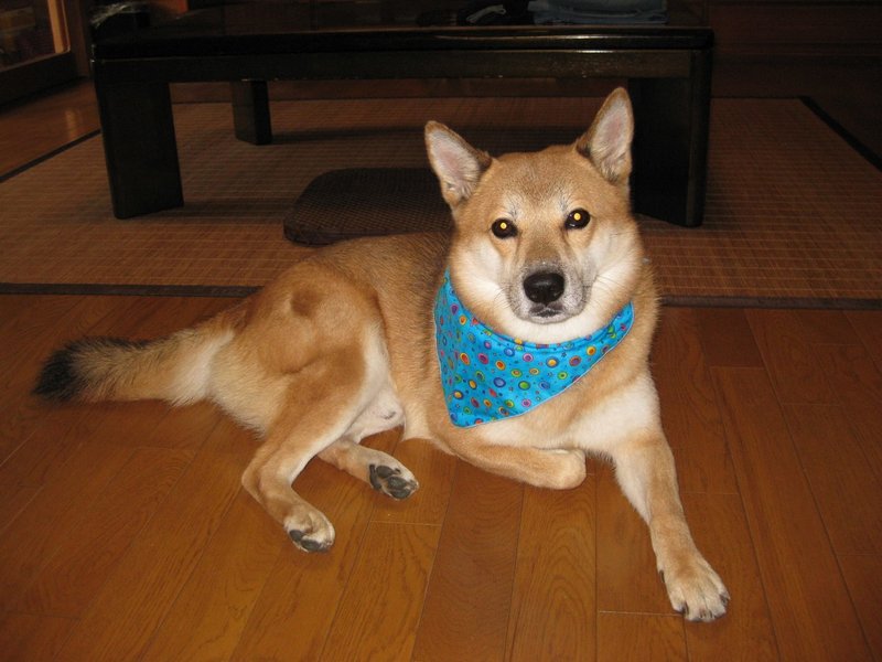 ジュマペールジェームス 19 人 犬 生後半だ ワン ジュマペール ジェームス 幸せを届けて歩いた犬 Www Facebook Com James Chuchuchu Note ジュマペールジェームス 19 人 犬 生後半だ ワン ジュマペール ジェームス 幸せを届けて歩いた犬 Www Facebook Com James Chuchuchu Note