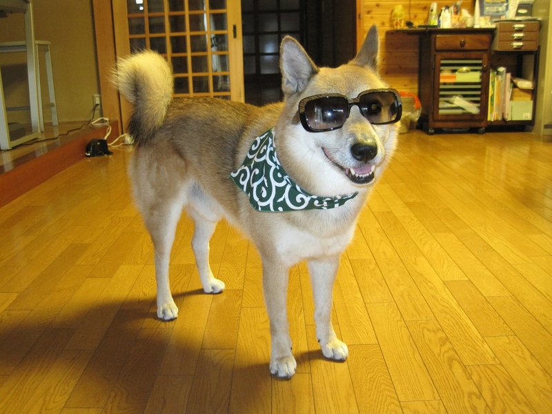 ジュマペールジェームス 19 人 犬 生後半だ ワン ジュマペール ジェームス 幸せを届けて歩いた犬 Www Facebook Com James Chuchuchu Note ジュマペールジェームス 19 人 犬 生後半だ ワン ジュマペール ジェームス 幸せを届けて歩いた犬 Www Facebook Com James Chuchuchu Note