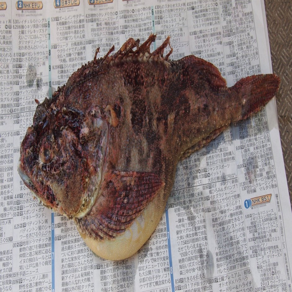 魚の骨格標本 その19 ケムシカジカの仲間｜いぞらど