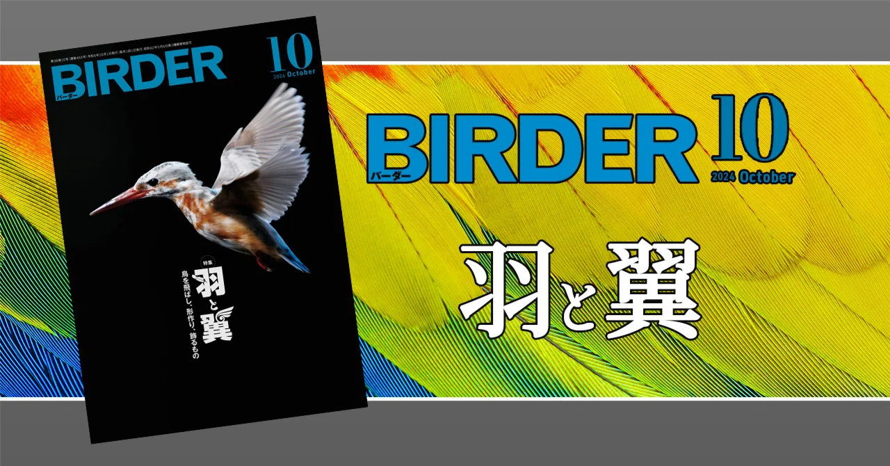 BIRDER10月号の見どころ｜ブンイチ（文一総合出版）