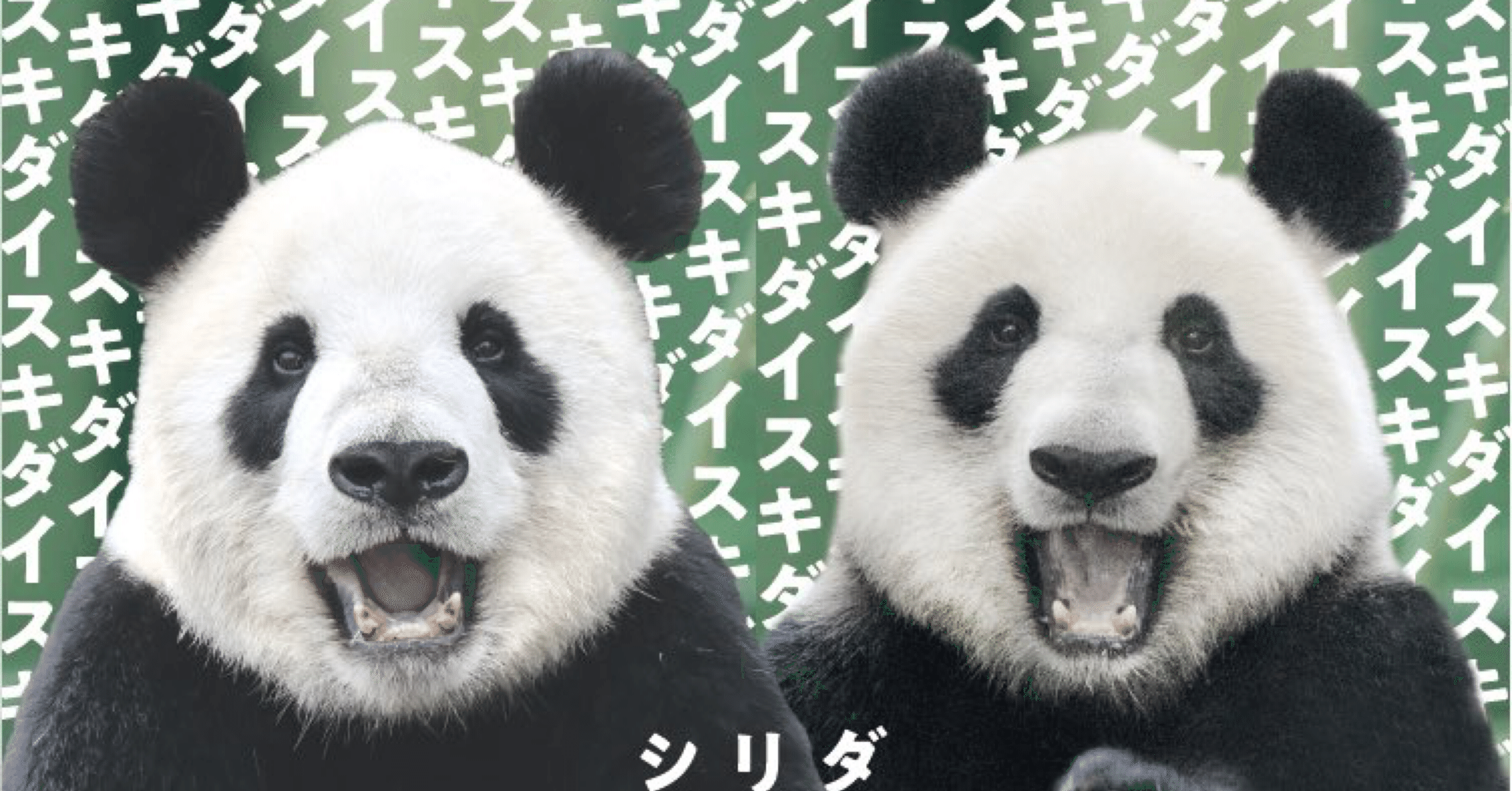 ダイスキ　リーリー！シンシン！　毎日パンダさんの思い出ポストカード2枚 リーリー（力力）】上野動物園 ポストカード＆毎日パンダ 2L判