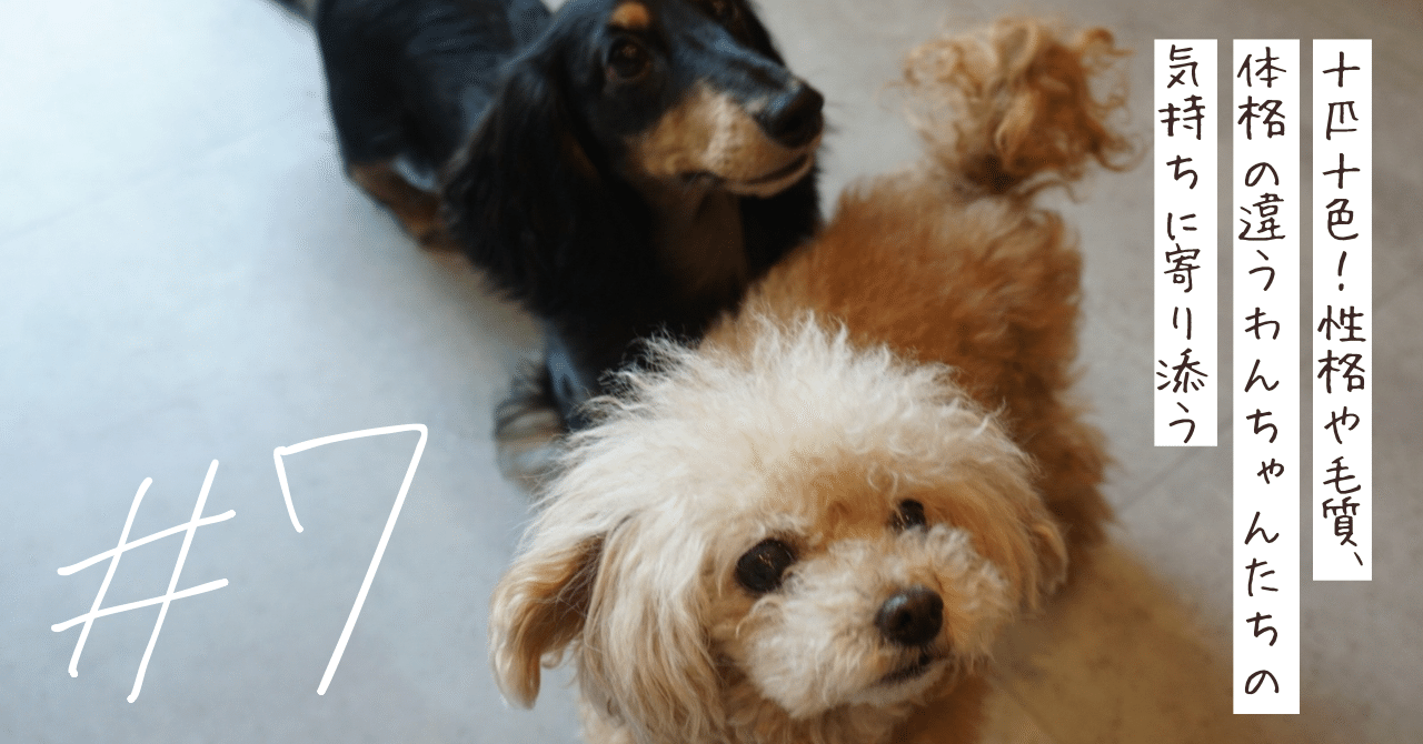 7 犬がいない生活は考えられない！生活も仕事も「ドッグファースト