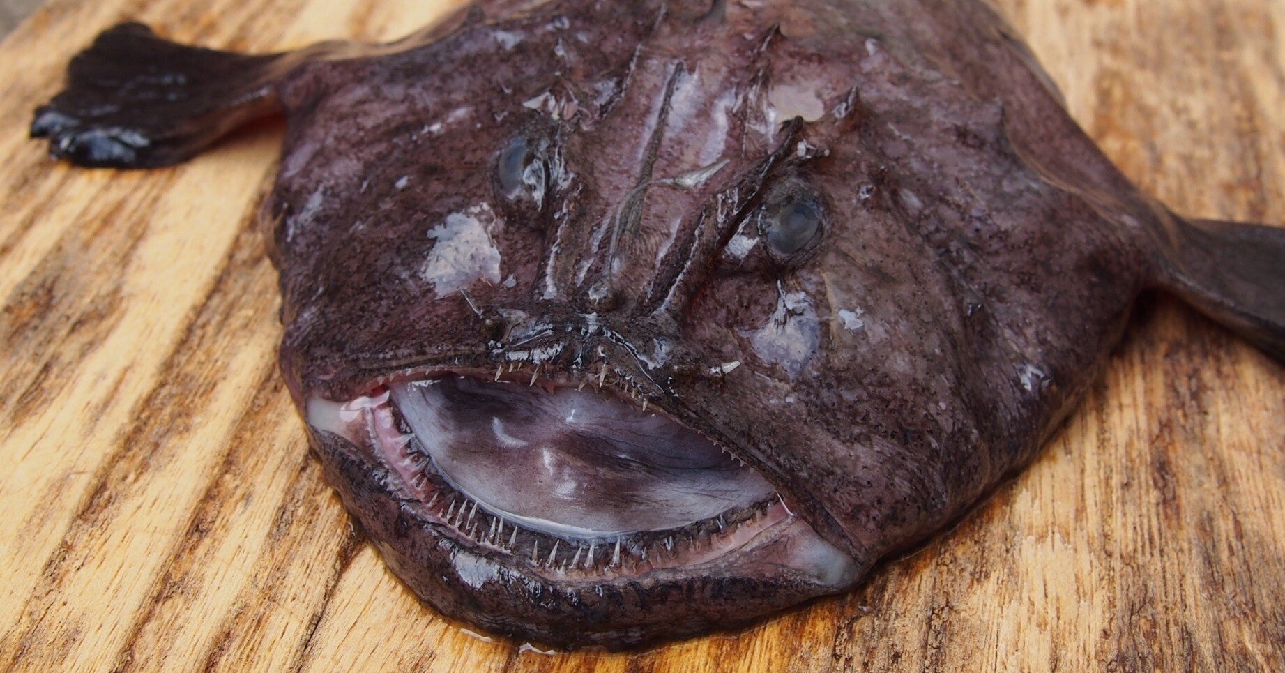 【魚の骨格】キアンコウの骨格 魚の骨格】キアンコウの骨格