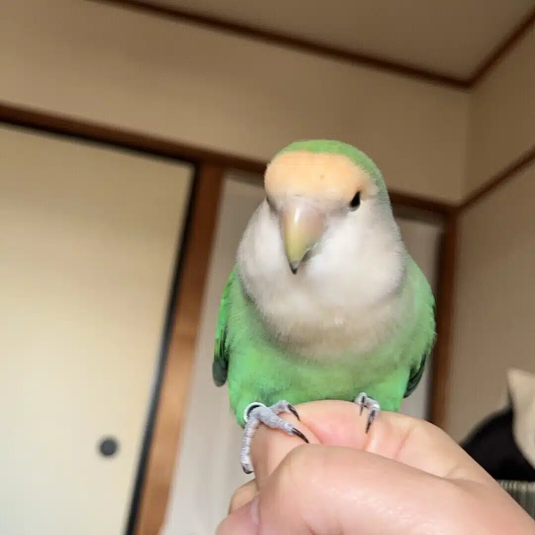 小デブのことり🫶🕊️