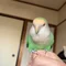 小デブのことり🫶🕊️
