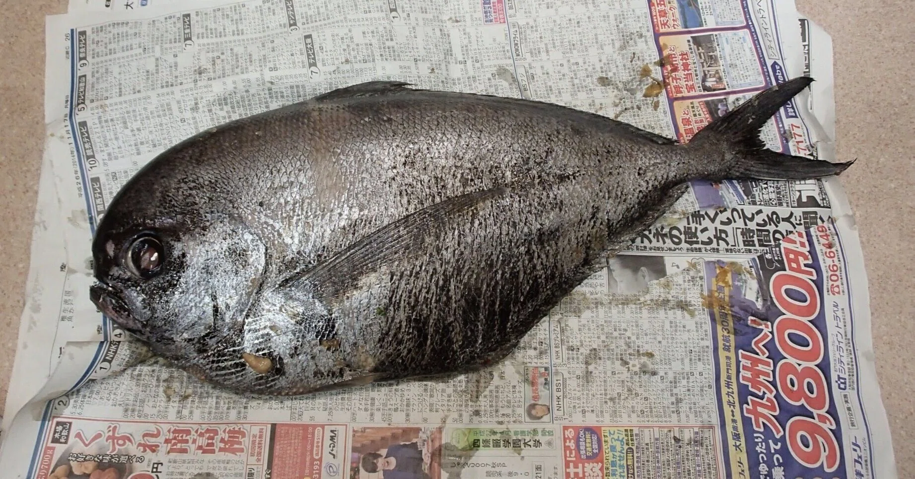 魚の骨格標本 その28 シマガツオの仲間｜いぞらど