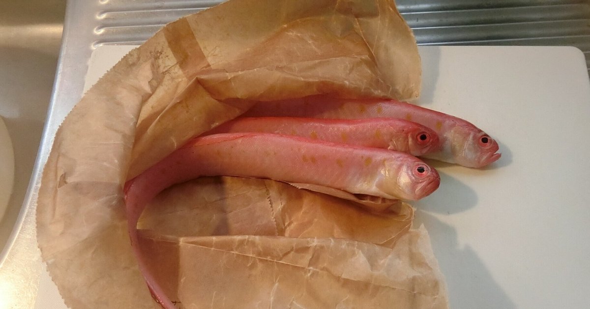 魚の骨格標本 その29 アカタチの仲間｜いぞらど