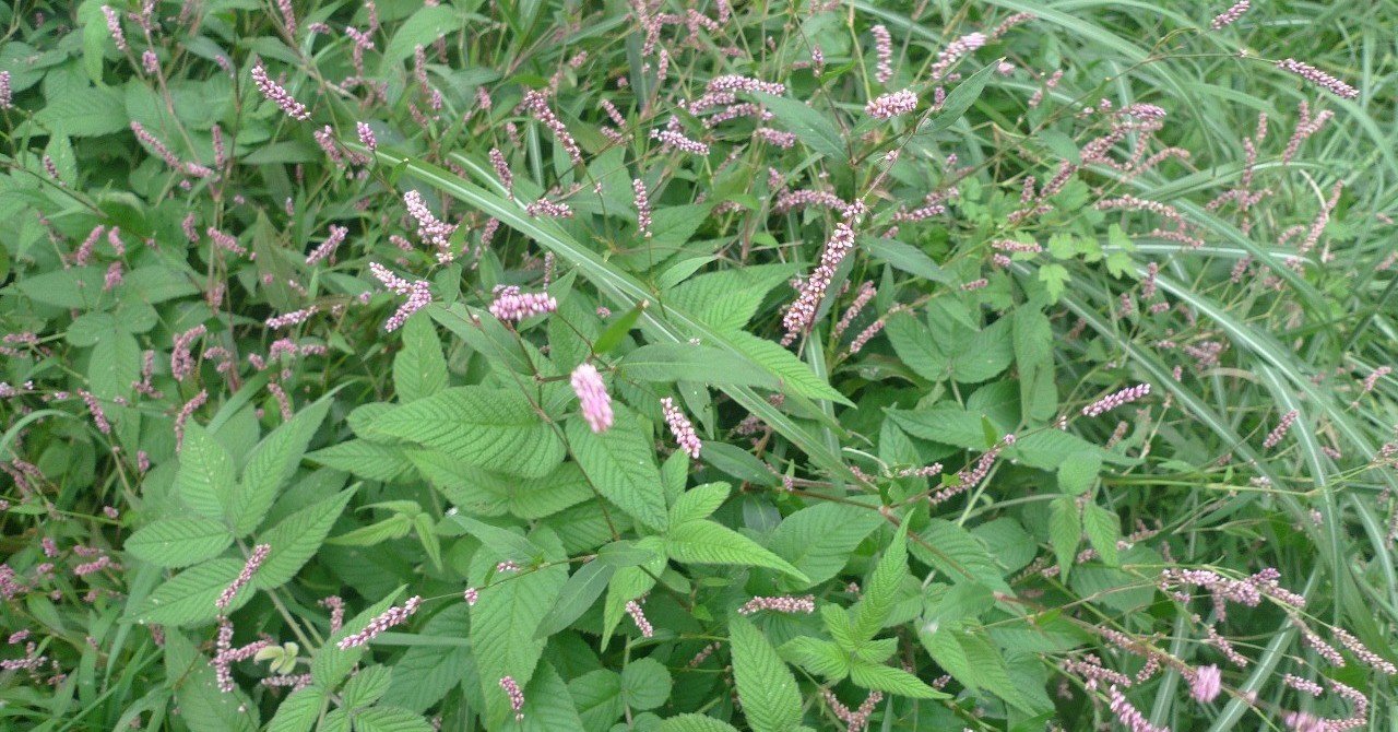雑なる草の名前 島食の寺子屋 Note