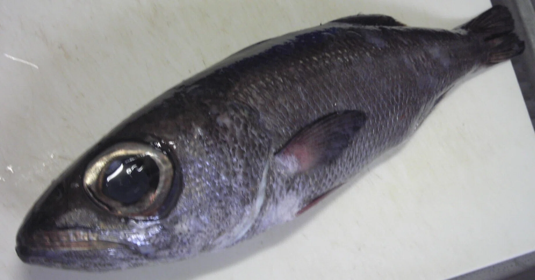 魚の骨格標本 その32 クロムツ｜いぞらど