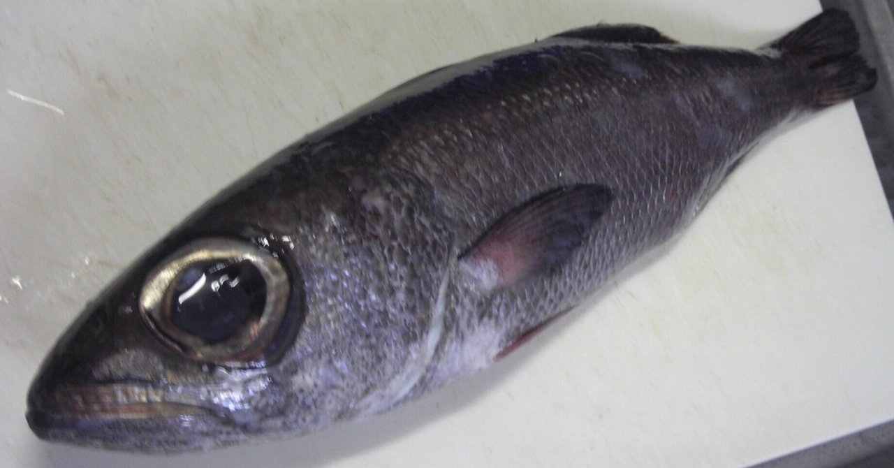 魚の骨格標本 その32 クロムツ｜いぞらど