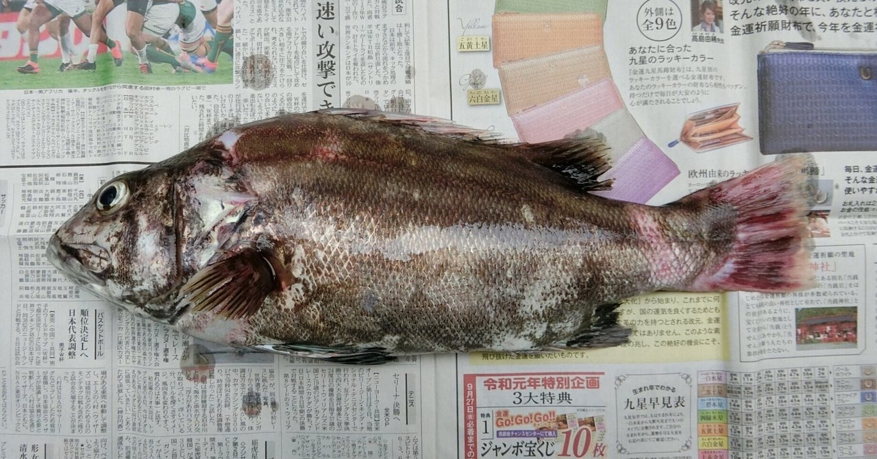 フエフキダイ科 ダサい 魚の顎 骨格標本