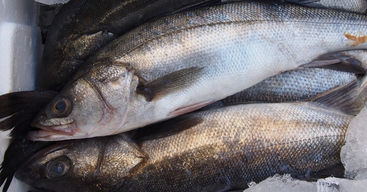 スズキ骨格標本 約60cm 魚の骨格標本 その37 スズキの仲間｜いぞらど