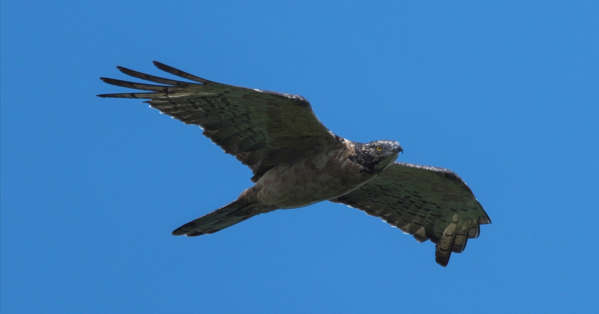 鷲タカ　額　24KGP タカの渡り＠白樺峠 2024/09/10｜JeffSuto（Photo Artist & Engineer）