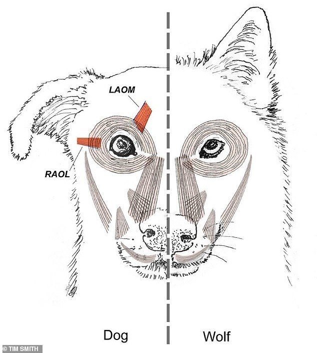 犬の表情