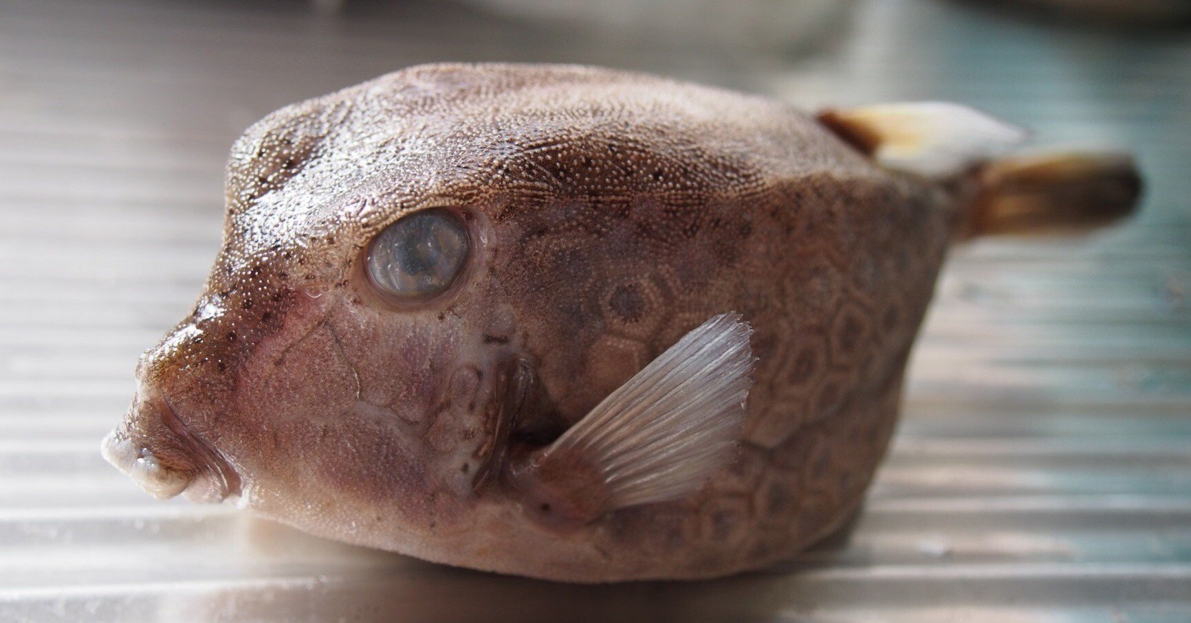 ハコフグ　標本　魚　骨格標本 ハコフグ標本魚骨格標本