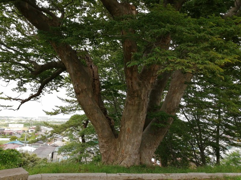 ポケモンgo おすすめポケモンgoスポット 能代市 能代公園 Pokemon Go Japan ｔシャツ通販 きりたんぽ Youtube Diy Note