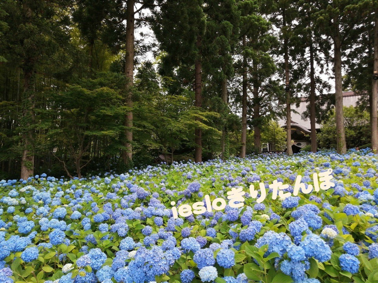 ポケモンgo おすすめポケモンgoスポット 男鹿市 雲昌寺 アジサイ寺 Pokemon Go Japan ｔシャツ通販 きりたんぽ Youtube Diy Note