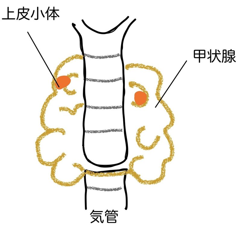 甲状腺位置