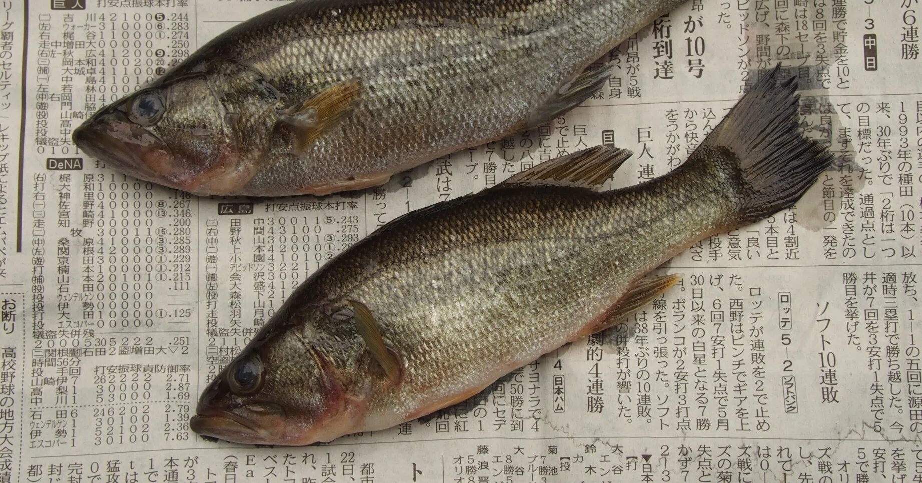魚の骨格標本 その47 北米から来た外来魚｜いぞらど