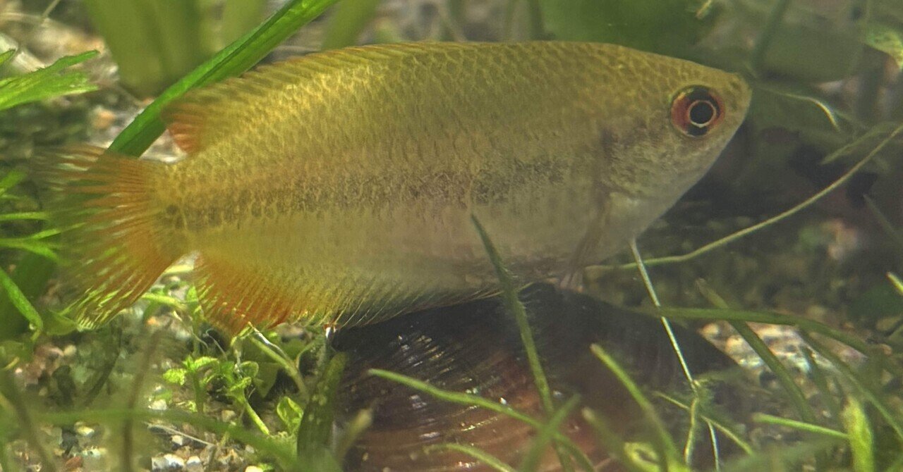 水槽関連 体調良好！ジャックワットレイ第一系統ディスカス8cm