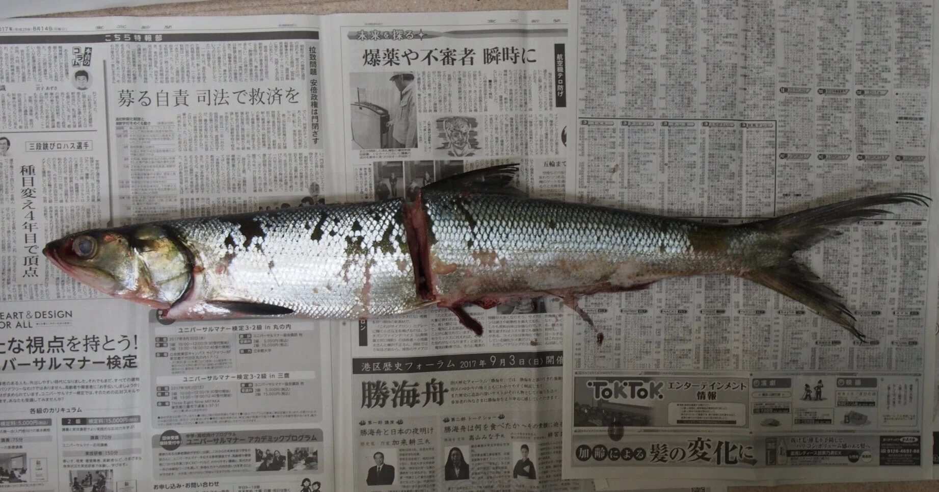 魚の骨格標本 その48 カライワシ｜いぞらど