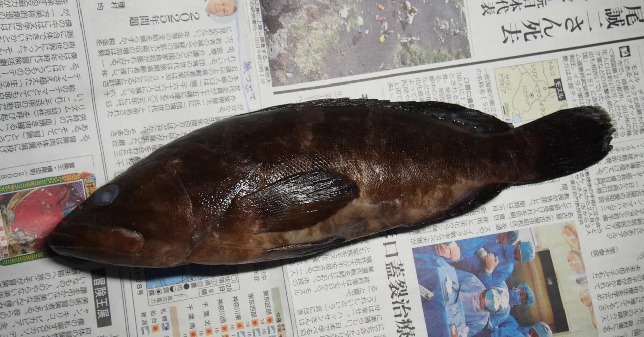 魚の骨格標本 その50 ハタの仲間｜いぞらど