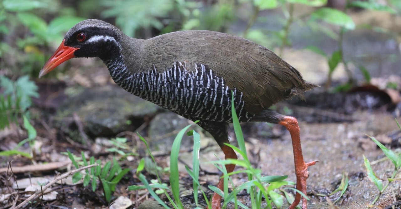 動物園水族館訪問記】その6 クイナの森(ヤンバルクイナ生態展示
