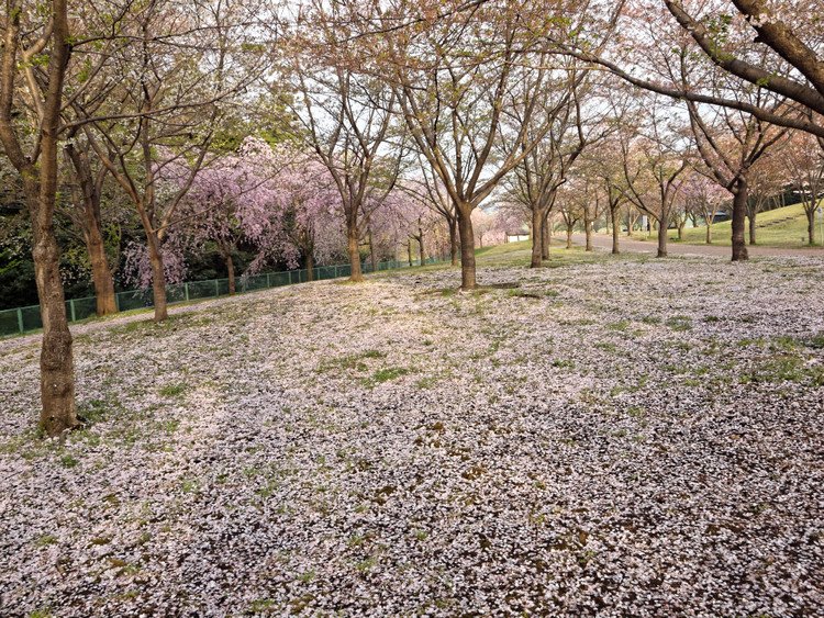 高尾さくら公園 #桜