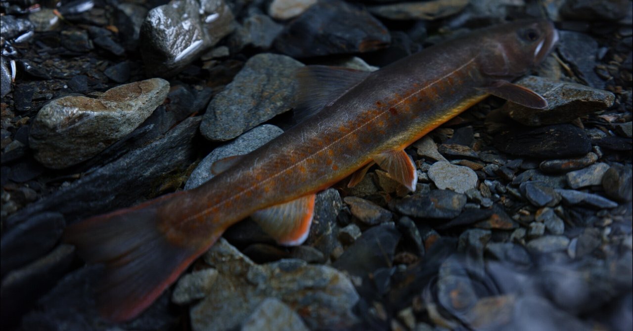 駒ヶ岳と天竜川 天竜川」(駒ヶ根市-河川-〒399-4101)の地図/アクセス/地点情報 - NAVITIME