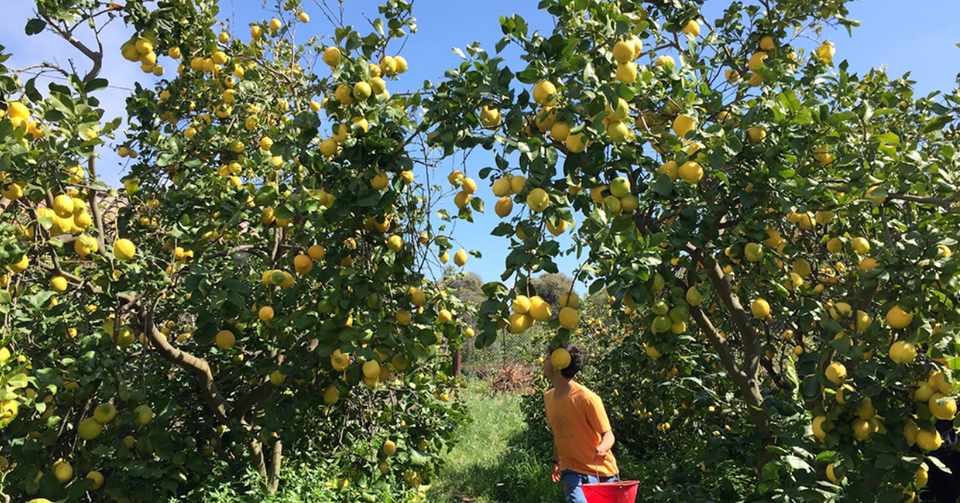 農業 芸術 食をテーマに３ヶ月でヨーロッパ６カ国 イタリア シチリア レモンパラダイスでwwoof 前半 Matatabi Note