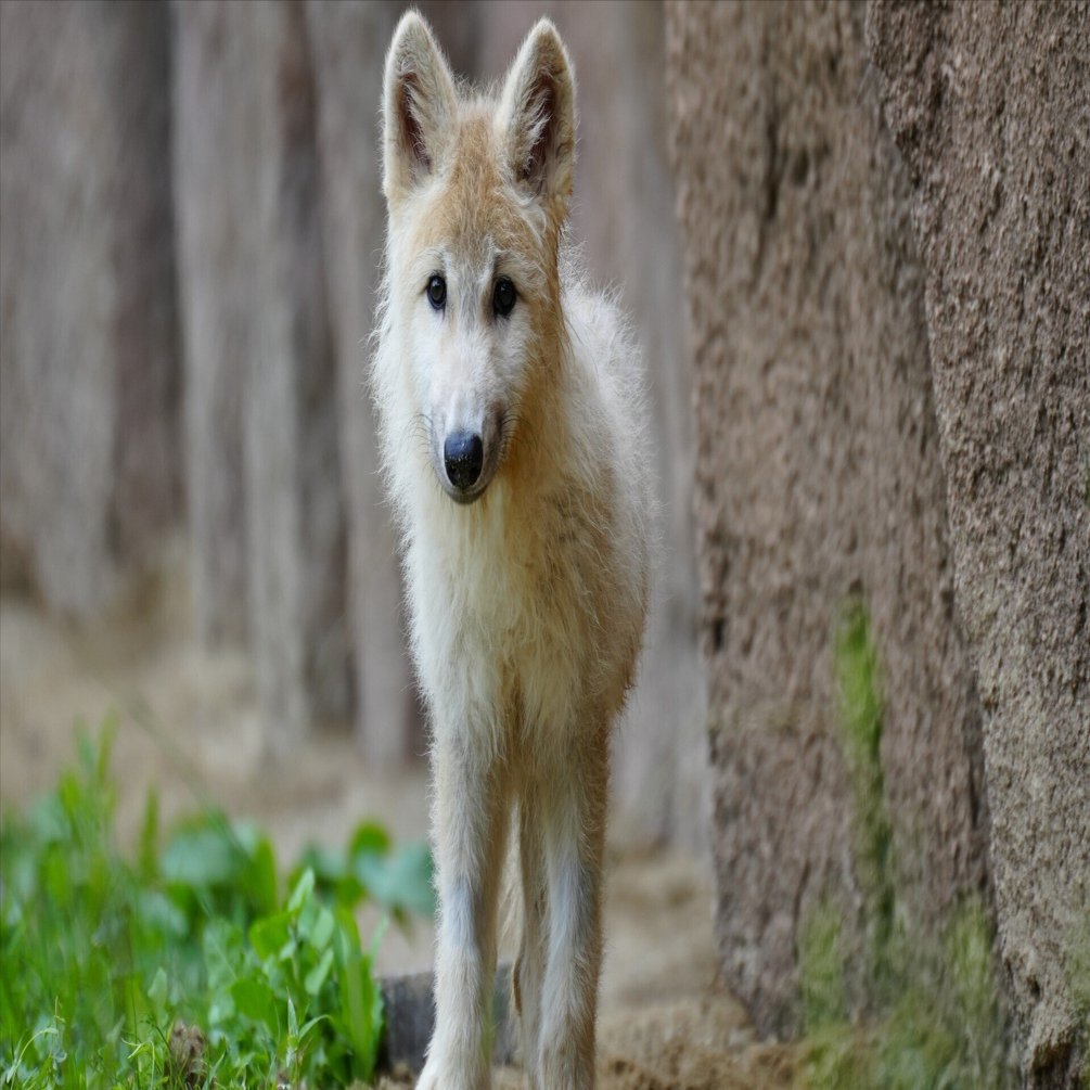 ホッキョクオオカミのこどもについてのお知らせ｜那須どうぶつ王国公式