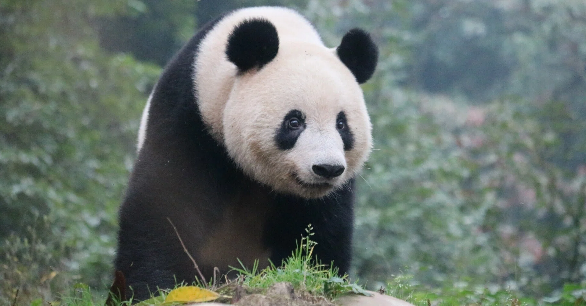3代目パンダ舎「パンダのもり」がひらがなのワケ【上野動物園の