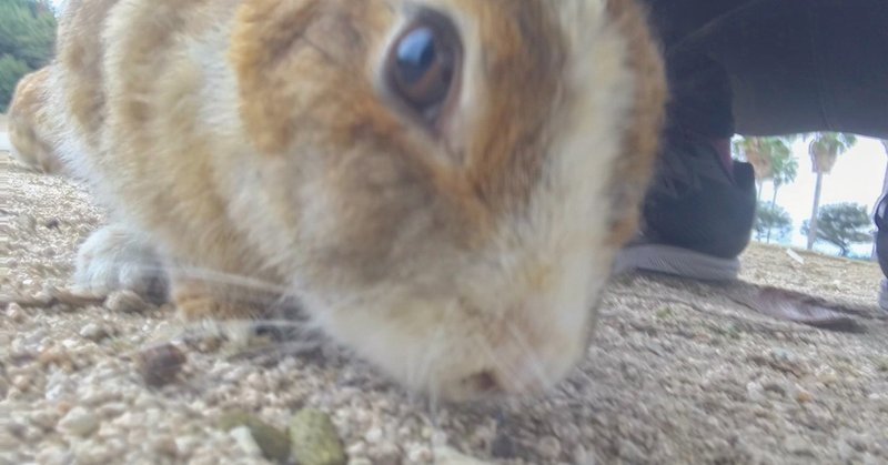 僕たちは うさぎ島 ではなく 大久野島 として見なきゃいけない ゴータマはやしだ Note