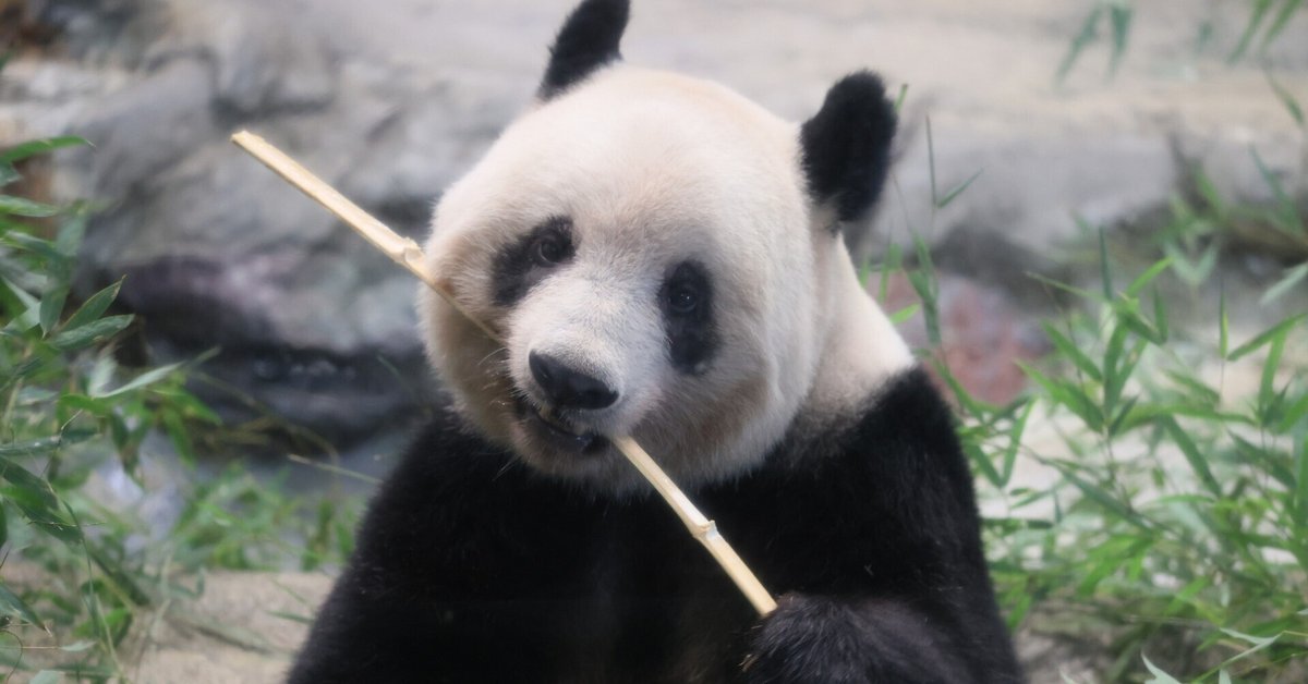 シャンシャンも暮らした2代目パンダ舎【上野動物園ののんびり シャンシャンも暮らした2代目パンダ舎【上野動物園ののんびり